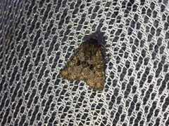 Antapamea conciliata