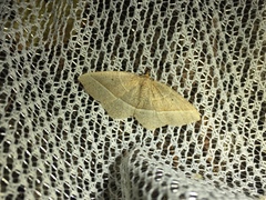 Rhynchobapta cervinaria