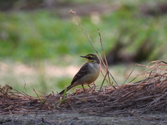 Motacilla tschutschensis