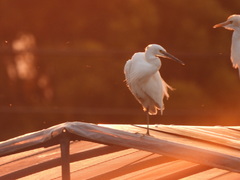 Egretta garzetta