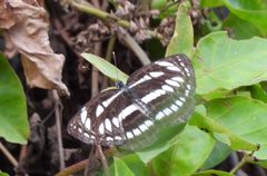 Neptis hylas luculenta