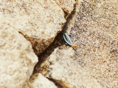 Trachylepis laevis