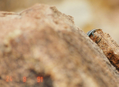 Trachylepis laevis