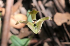 Chiloglottis gunnii