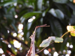 Pseudagrion pilidorsum