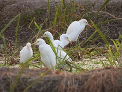Bubulcus ibis