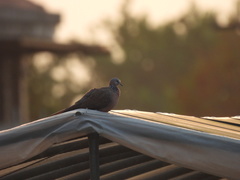 Streptopelia chinensis