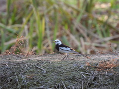 Motacilla alba