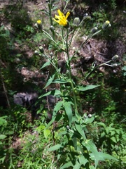 Hieracium veresczaginii