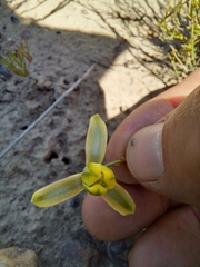 Albuca viscosa