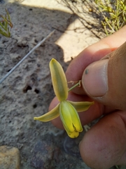 Albuca viscosa