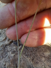 Albuca viscosa