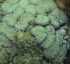 Euphyllia cristata