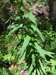 Hieracium veresczaginii