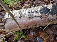 Phellinus laevigatus