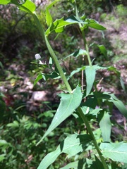 Hieracium veresczaginii