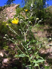 Hieracium veresczaginii