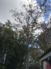 Ailanthus