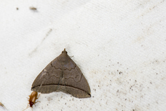 Zanclognatha subtriplex