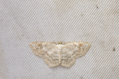 Asthena melanosticta