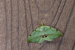 Heterolocha