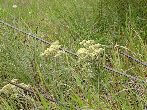 Image of Helichrysum appendiculatum by (c) Shaun Swanepoel, some rights reserved (CC BY)