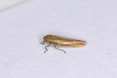 Cicadula