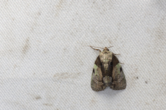 Chytonix costimacula