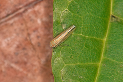 Cicadula