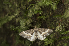 Harutalcis fumigata