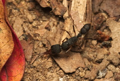 Harpegnathos venator