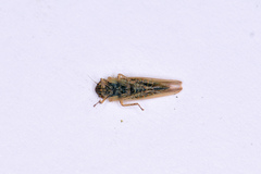 Cicadula