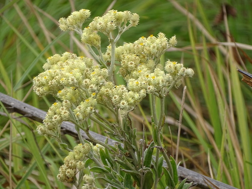 Image of Helichrysum appendiculatum by (c) Shaun Swanepoel, some rights reserved (CC BY)