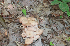 Desarmillaria caespitosa image