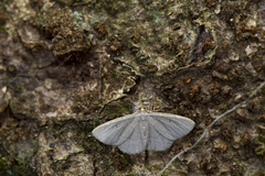 Rhynchobapta flavicostaria