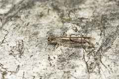 Paraglenurus