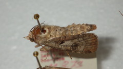 Epilecta linogrisea