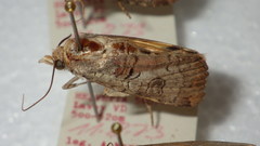 Epilecta linogrisea