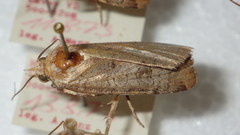 Epilecta linogrisea