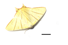 Ourapteryx sciticaudaria