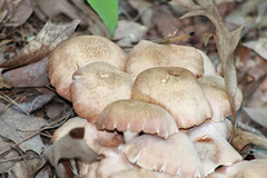 Desarmillaria caespitosa image
