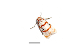 Cyana subalba