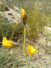 Lebeckia pauciflora