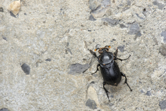 Nicrophorus concolor
