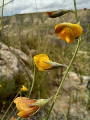 Lebeckia pauciflora