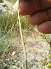 Lebeckia pauciflora