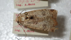 Epilecta linogrisea