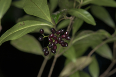 Viburnum integrifolium