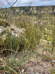 Lebeckia pauciflora