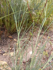 Lebeckia pauciflora